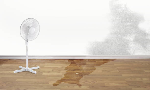Best Fire Damage Restoration  in Saltillo, MS